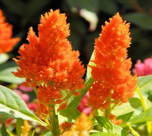 Astilbe Plant Seeds 90pcs Orange