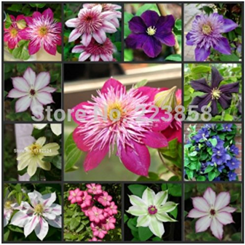 Clematis Samen, Waldrebe Pflanzensamen, Klematis - 200 Stück