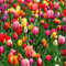 Tulpenzwiebeln mix/tulpen zwiebeln 100 Schöne Blumen, winterharte Stauden, Innendekoration, Gartendekoration, Frühlingsblüher-10zwiebeln-E