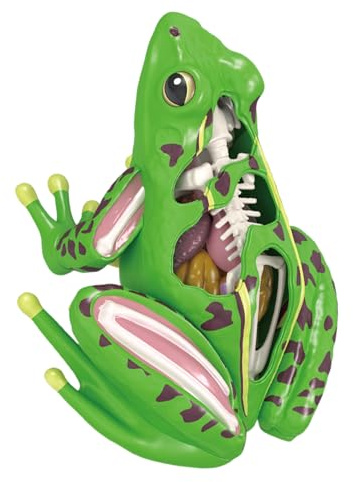 EMASDGEY Anatomische Frösche geformt Anatomie Modell Tier Puzzle Spielzeug für Kinder Pädagogische Ausrüstung Biologie Lehrgeräte Pädagogische Ausrüstung