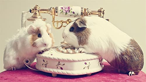 Leioo DIY 5D Diamant Malerei Vollbohrer Kit,Meerschweinchen Full Drill Diamant Painting Bilder Bastelset Erwachsene Kreuzstich Diamant Malerei Kits Rhinestone Mosaik Deko Wohnzimmer (30x90cm)