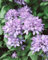Campanula glomerata 'Caroline' ca. 9x9 cm Topf - Knäuel-Glockenblume, violette Blüten, Blütezeit Juni-August, ideal für Rabatten, bienenfreundlich, pflegeleicht