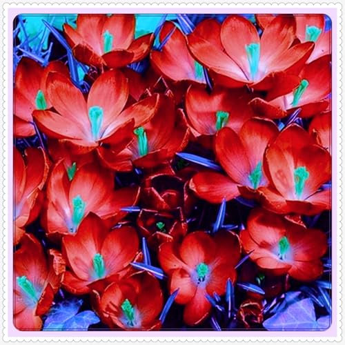 Krokus Zwiebeln Pflanzen DIY Garten Winterhart Mehrjährig Winterhart zwiebeln Bonsai