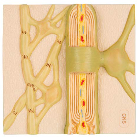 3B Scientific Menschliche Anatomie - Markscheiden des zentralen Nervensystems