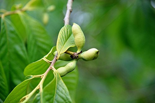 Indianerbanane Asimina triloba Containerware 40 - 60 cm