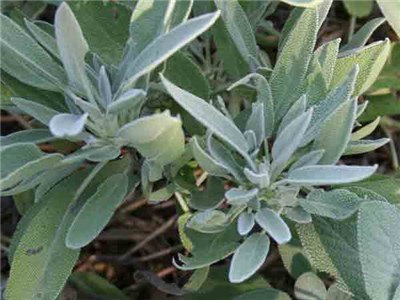 100 semi - Salvia-latifoglie
