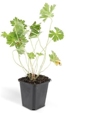 Bodendecker - Storchschnabel - Geranium 'Rozanne' - 9cm Topf - Set mit 12 Pflanzen