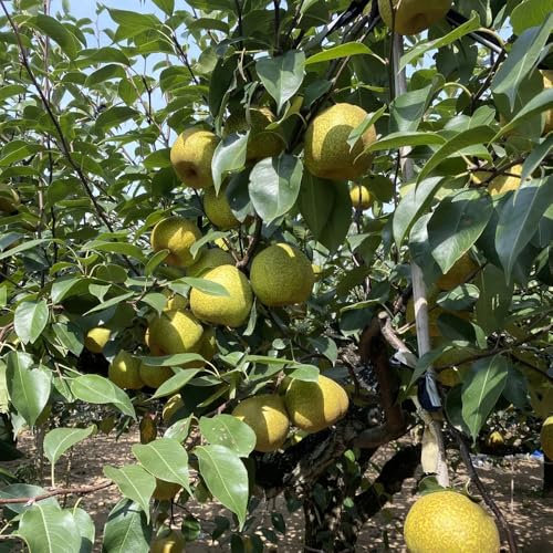 birnenbaum winterhart samen,birnen baum - saatgut, bio samen birnbaum samen obst, pflanzen winterhart draußen pflanze, exotische pflanzen samen balkon, samen alte sorten stauden 15pcs