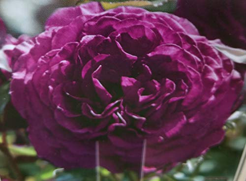 'Ebb Tide' Floribunda Rose Bush in 4lt Pot (Live Plants)
