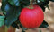 Arbol Natural de Manzana Roja - Altura aprox. 1m. - Planta viva
