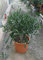 Olivo Ulivo Olea europea bonsai bellissima pianta in vaso ø18 cm FOTO REALI Vivaio di Castelletto