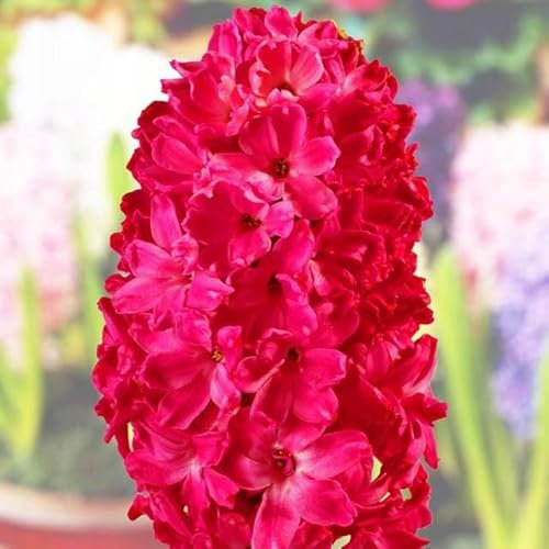 Hyacinthus Hyazinthen Hyazinthe Blumen Zwiebeln Onion Farbe Sorte Auswahl Onion Knollen Winterhart Frische mehrjährig duftenden Prachtblüten Set 3 Stk. (Rot XXL)