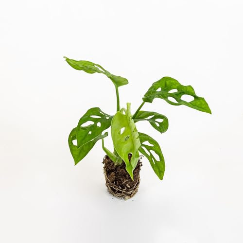 Pianta vera di Monstera adansonii Baby Plant - Diametro Vaso Ø 6 cm