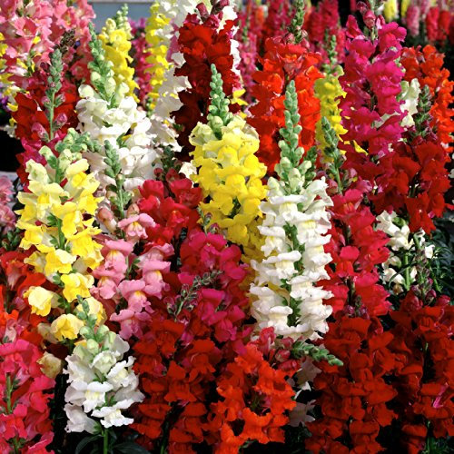 PREMIER SEEDS DIRECT ANTIRRHINUM - Snapdragon - Tetra Mixed - 1.2 GRAM ~ 8400 Seeds