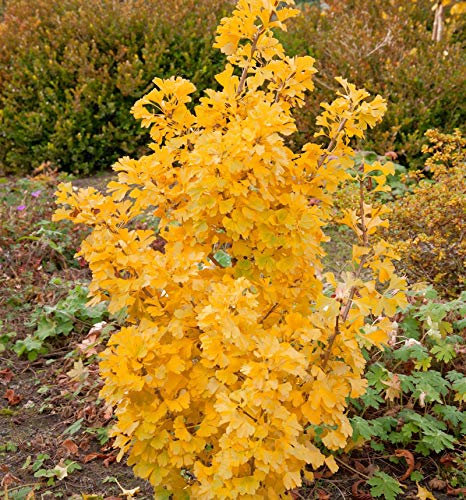 Kleiner Ginkgobaum Simon 60-70cm - Ginkgo biloba