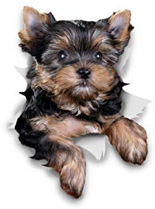 Winston & Bear 3D Hund Aufkleber - 2er-Pack - süße Yorkshire-Terrier für Wand, Kühlschrank Yorkshire Terrier Hund Aufkleber