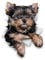 Winston & Bear 3D Hund Aufkleber - 2er-Pack - süße Yorkshire-Terrier für Wand, Kühlschrank Yorkshire Terrier Hund Aufkleber