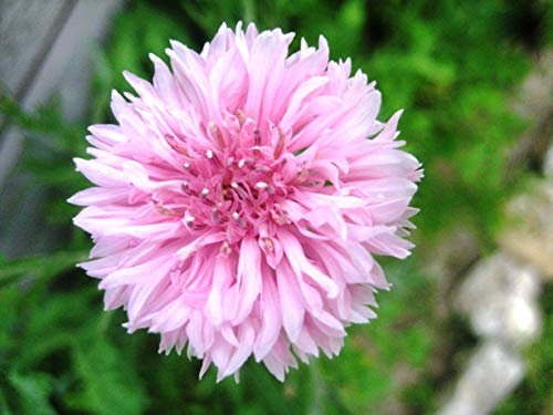 FIORDALISO ROSA NR.200 SEMI