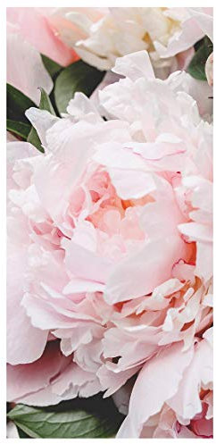 Bilderwelten Raumteiler - Pfingstrosen Hellrosa - 250 x 120cm inkl. transparenter Halterung