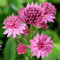 Astrantia Roma Masterwort Compact Pink Flowering Perennial Outdoor Potted Plant (10-20cm Incl. Pot)