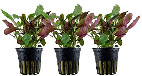 AquaOne Aquarium Pflanze 3 Stück Lobelia cardinalis I Wasserpflanze Aquariumpflanze Stängelpflanze voll durchwurzelt einfach pflegeleicht Aquascaping Dekoration