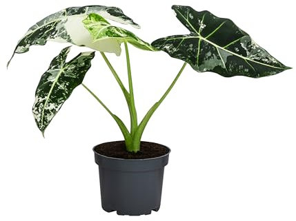 Dehner Pfeilblatt, Alocasia micholitziana 'Frydek' variegata, Rarität mit außergewöhnlicher Blattzeichnung, ca. 15 cm, Ø Topf 12 cm, Zimmerpflanze