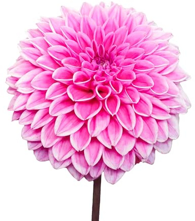 8 x Dahlienknollen 'Sandra' | Sommerblumen | Holland-Qualitat | Dahlien Zwiebeln | Blumenzwiebeln - The Bulb Farmers