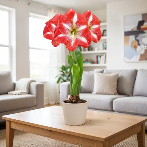 Amaryllis Gewachst Mehrjährig - Striped Magic - 1 Zwiebel | Große Amaryllis-Zwiebel aus Holland, Großformat 26/30, für Topf und Innenbereich, mehrjährig (kein Samen)