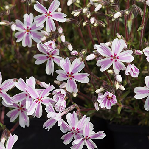 Blumixx Stauden Phlox subulata 'Candy Stripes' - Flor de llama, en maceta de 0,5 litros, color azul claro floreciente