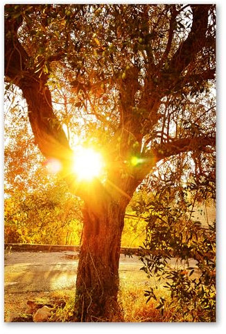 Postereck - 1433 - Olivenbaum, Sonne Natur Baum Sommer Italien - Wandposter Fotoposter Bilder Wandbild Wandbilder - Poster - 4:3-81,0 cm x 61,0 cm