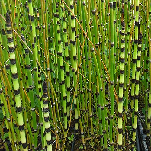 Equisetum Japonicum in a 9cm Pot - Horsetail Marginal Pond Plants