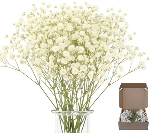100 Stück Schleierkraut Getrocknet, Trockenblumen Schleierkraut, Weiße Getrocknete Blumen Für Deko, Basteln Und Inneneinrichtung