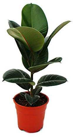 Exotenherz - Gummibaum-Duo - 2er Set mit 2 versch. Ficus elastica Pflanzen - 17cm Topf