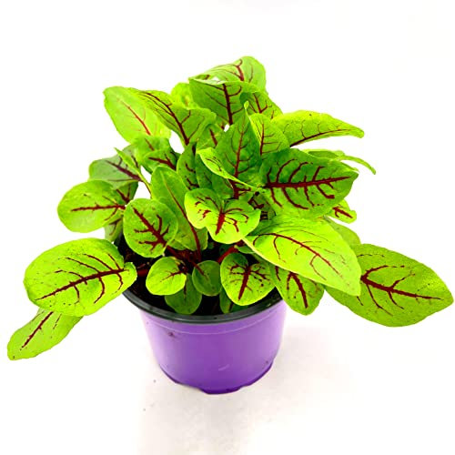 Blut Sauerampfer Rumex sanguineus Kräuter Pflanzen 4stk.