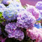 Haloppe 100 Stück Hortensie Blumen Pflanzen Samen für Hausgarten Pflanzen, Hortensie Samen Bonsai Blumensamen für Balkon Hortensiensamen