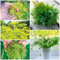 200 Pcs Dill Samen Mehrjährig Winterhart - Hochbeet Samen, Kräutergarten Balkon Dillsamen Kaufen, Bodendecker, Saatgut Wintergemüse Kräuter Samen Mehrjährig, Gemüse Frisch Samen Gemüse,