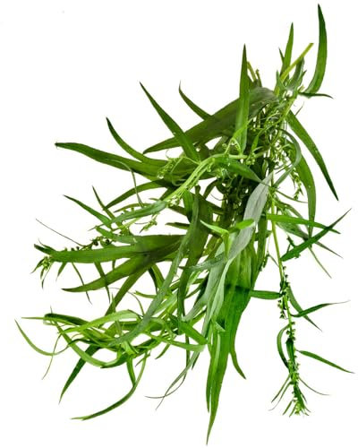 100 piezas semillas de estragón organicas jardín interior, plantas de cobertura del suelo,planta de estragón cobertura del suelo resistente, semillas en camas elevadas hierbas de