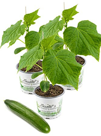 3x Gurkenpflanze Veredelte Midi Schlangengurke, Veredelte Midi-Gurke F1 Sorte