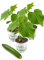 3x Gurkenpflanze Veredelte Midi Schlangengurke, Veredelte Midi-Gurke F1 Sorte