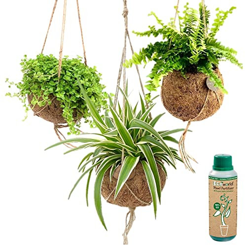 vdvelde.com - Ecoworld Hängepflanzen Echt - Jungle Grünpflanzen Pflanzenhänger 3er Set - Hängepflanze mit Kokosnuss - Zimmer Hängender Blumentopfhalter und Dünger - Hangpflanzentopf Ø12 / Höhe 40 cm