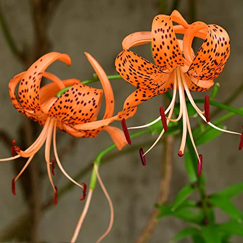 2 Stück lilien zwiebeln winterhart mehrjährig blumenzwiebeln flowers winterlinge zwiebeln winterhart mehrjährig garten geschenke für männer blumenzwiebel garten geschenke für frauen