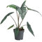 Dehner Pfeilblatt, Alocasia heterophylla, Dragons Breath, grün blau silbernes Blattwerk, ca. 45 cm, Ø Topf 14 cm, Zimmerpflanze