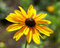 Rudbeckie - Rauer Sonnenhut - Black-Eyed Susan - Rudbeckia hirta - 1000 Samen