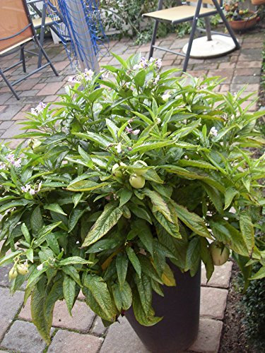 Birnenmelone Pepino Solanum Muricatum Samen Saatgut Birnenmelonesamen für ca.8 Pfl. exotisch