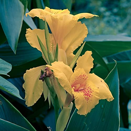 Canna-Lilien-Zwiebeln – 2 Stück – Canna Indica – Blumenzwiebeln für Ihren Garten im Freien – wunderschöne Pflanzen, verleihen Sie Ihrem Garten etwas Farbe mit Canna-Lilien-Zwiebeln