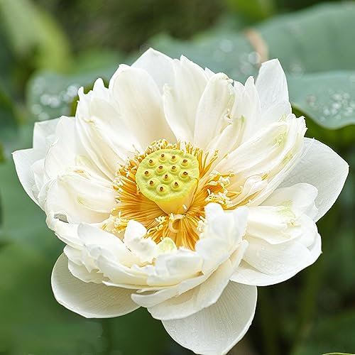 5 pcs lotus samen winterhart, Nelumbo nucifera, bienenfreundliche blumensamen Lotusblume steingartenpflanzen winterhart, zimmerpflanzen samen blumensamen stauden winterhart mehrjährig