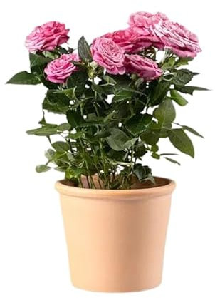 Planta Azalea Natural - Apta para Interior o Exteror -Ideal para Decoracion de Hogar o Regalo Maceta Ø14 cm - Flores de color Rosa - San Valentín - Mujer Regalo día De la Madre