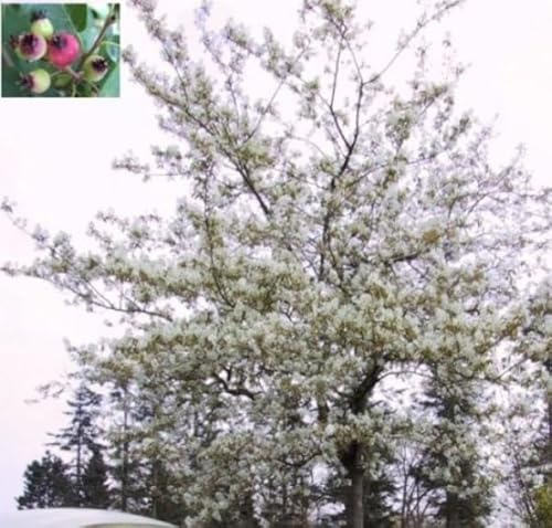 Amelanchier lamarckii - Kupfer-Felsenbirne Größe 100-150cm