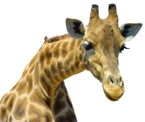 Apalis Fenstersticker Fensterfolie Neugierige Giraffe Fensterbilder HxB: 121 x 145cm