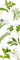DECORATION adhésive pour CUISINE et réfrigérateurs Plantes Aromatiques Autocollant, Polyvinyle, Vert, 59,5 x 0,1 x 180 cm